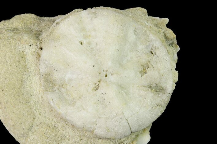 Fossil Sand Dollar (Astrodapsis) on Sandstone - California #144525